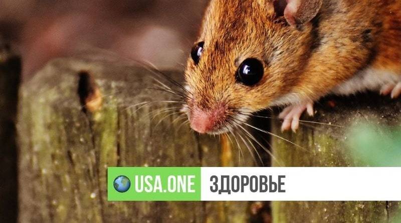 Американка умерла от редкой и опасной инфекции, которую распространяют мыши и крысы