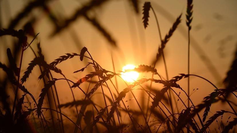 В Пензенской области ввели режим ЧС из-за почвенной засухи