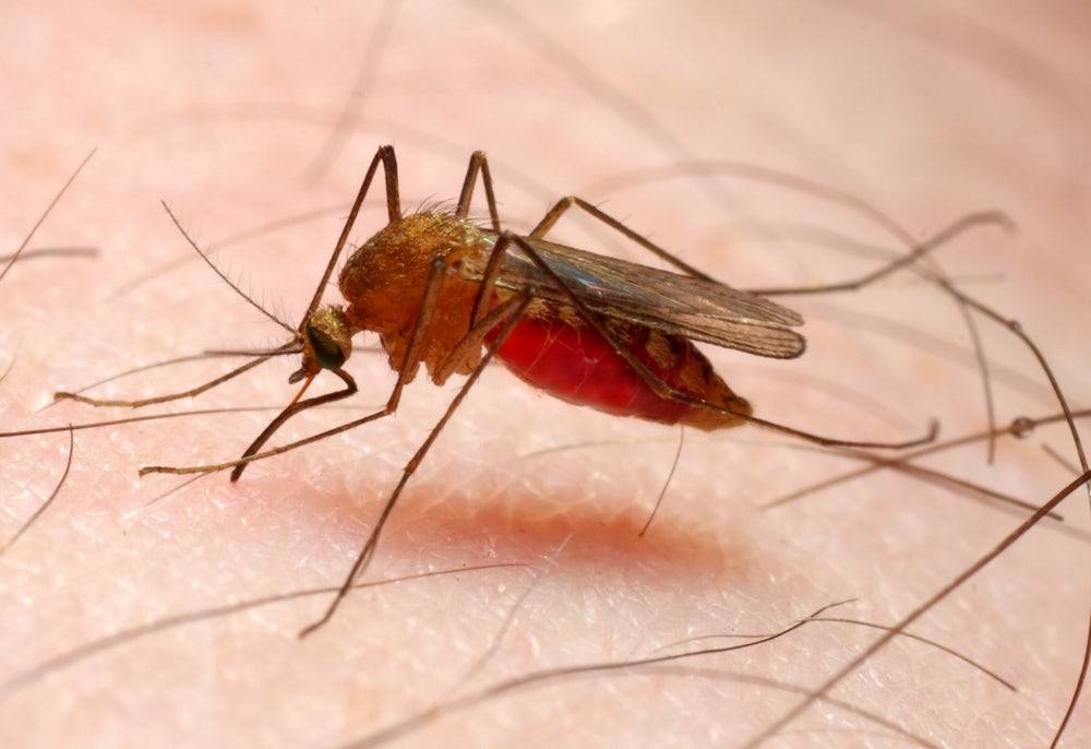 Найден эффективный нейротоксин для борьбы с малярией