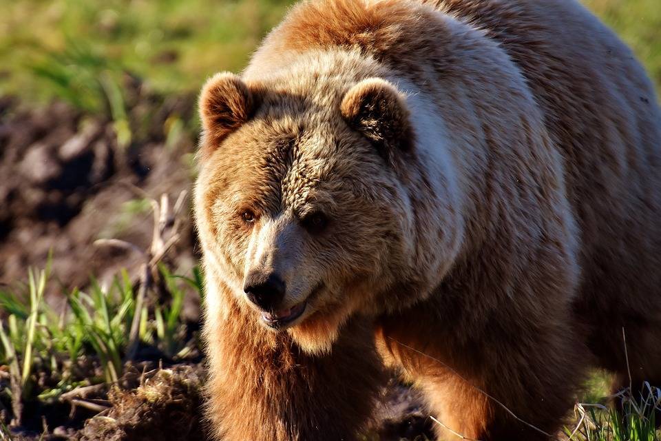 Русский бурый медведь или американский гризли: кто сильнее | Русская семерка