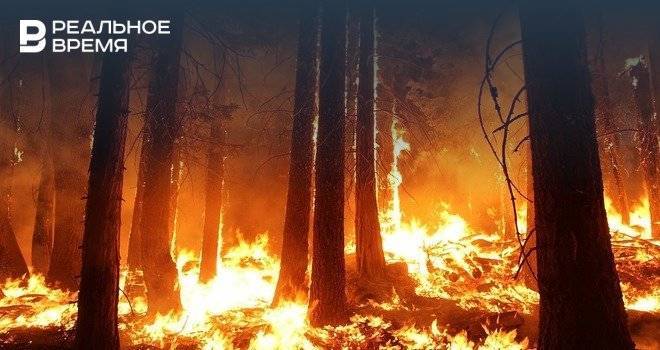 В Оренбургской области на границе с Казахстаном начался сильный природный пожар