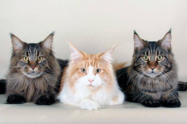 Ветеринары обнаружили основную причину болезней домашних кошек