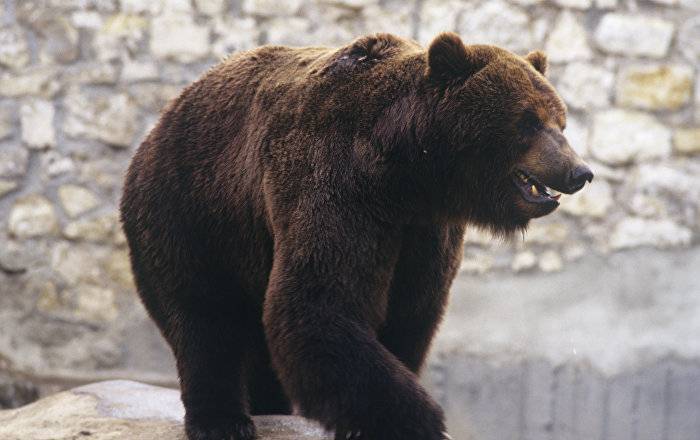 Случай нападения медведя в Армении: дело дошло до МЧС