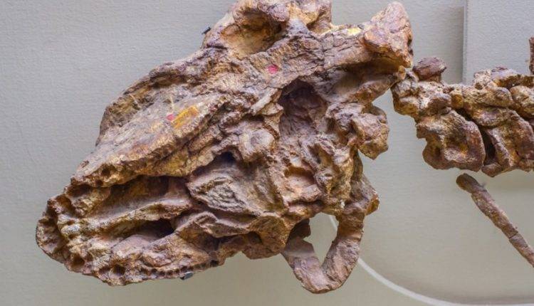 В Бразилии обнаружили останки нового вида хищных динозавров