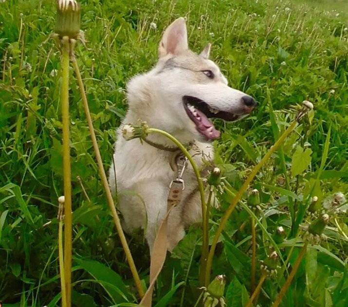 В Смоленске собаку спасли от жестокого обращения