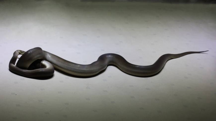 В Индии чиновник спас пробравшуюся в школу змею