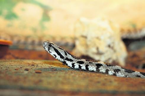 1 умер, 6 в тяжелом состоянии: где в Израиле выше риск быть укушенным змеей