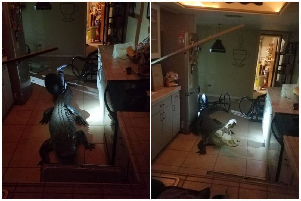 Трехметровый аллигатор выбил окно и ворвался в дом (фото)