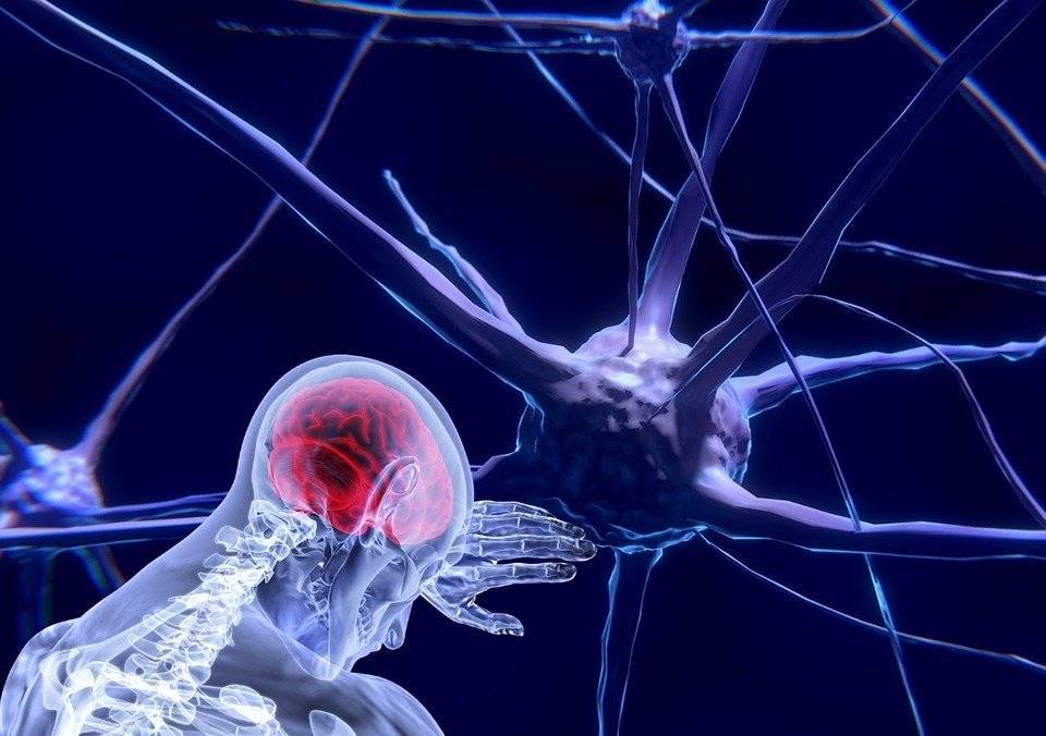 Ученые рассказали, что может защитить нейроны мозга от токсинов