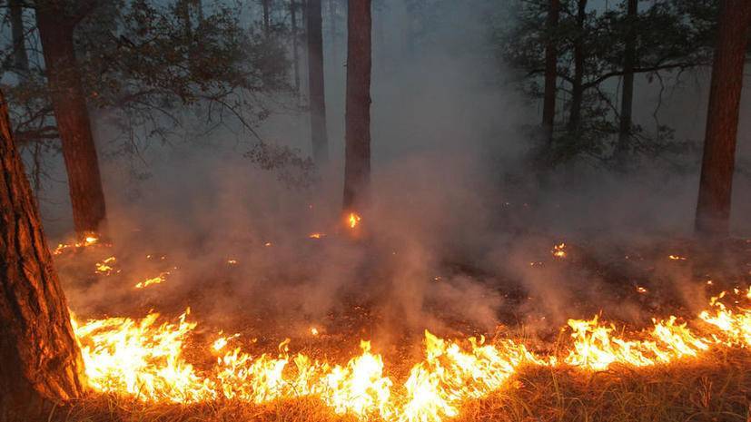 Глава МЧС рассказал о лесопожарной ситуации в России