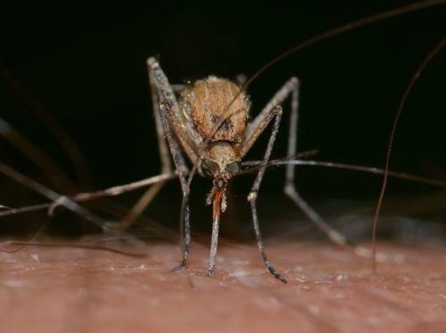Для борьбы с комарами впервые применили ГМО