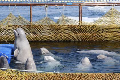 В «китовую тюрьму» стали водить детские экскурсии
