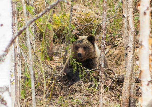 Фотограф из Коми заснял медведя, ищущего невесту