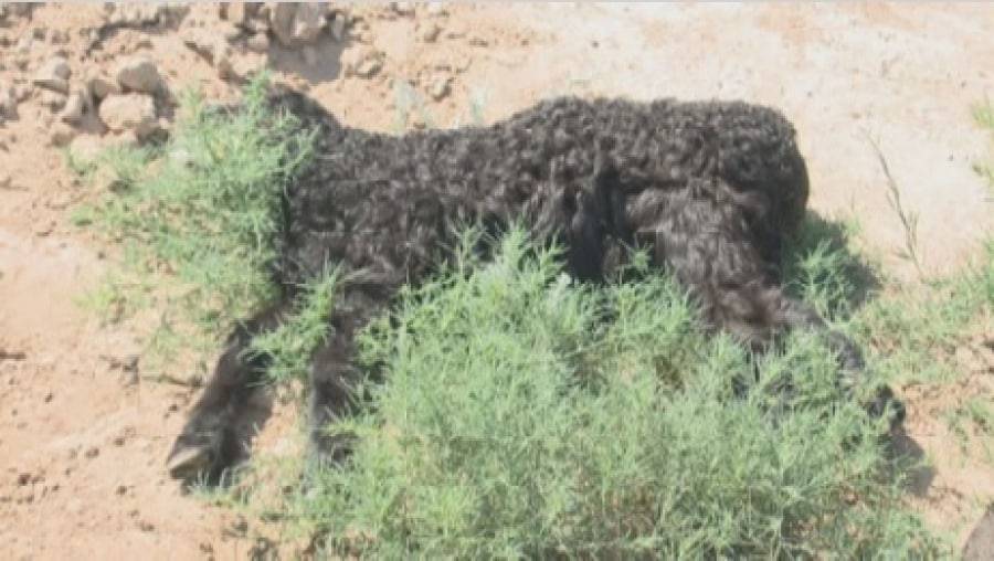 Свыше двух тысяч овец пали от неизвестной болезни в Атырауской области