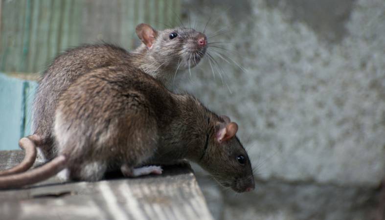 Завтра в Петрозаводске начнут уничтожать крыс