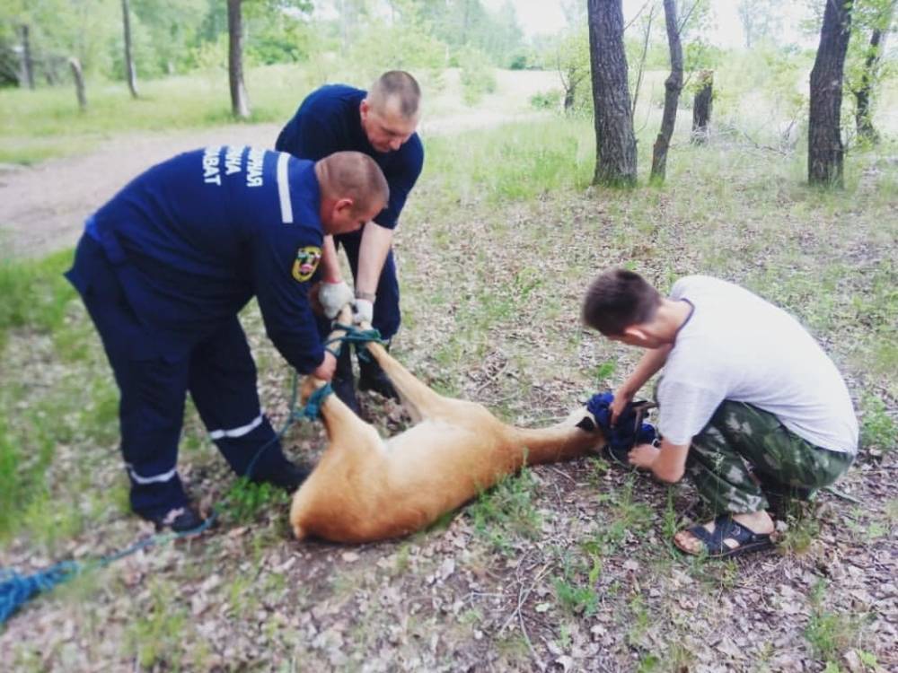 В Башкирии спасатели извлекли косулю из западни