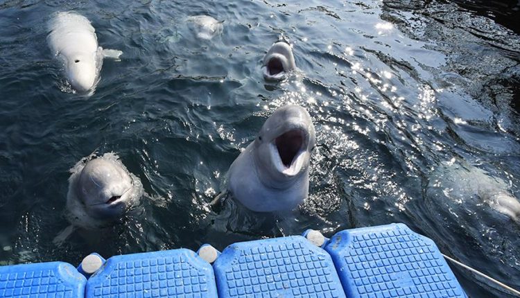 Экскурсии для детей начали проводить в приморской «китовой тюрьме»