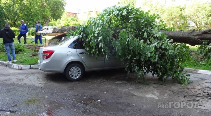 Старое дерево раздавило две "Лады" в Новочебоксарске