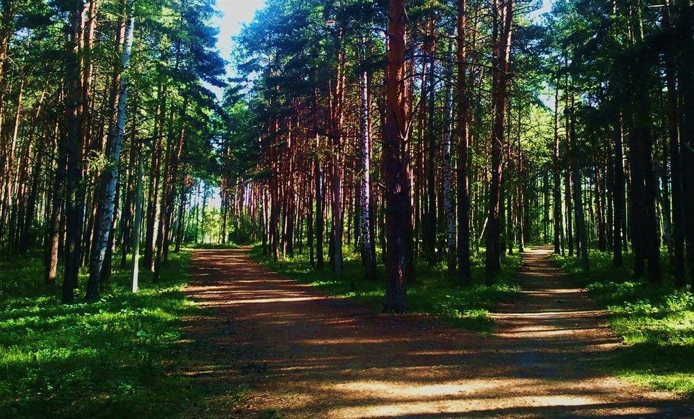 Комплексное восстановление городских лесов началось в Димитровграде