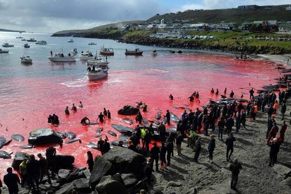 Фарерские Острова защищают убой китов