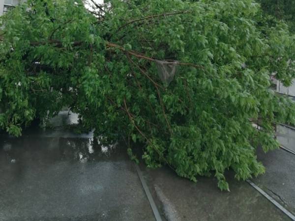 В двух районах Краснодара из-за упавших деревьев встали трамваи