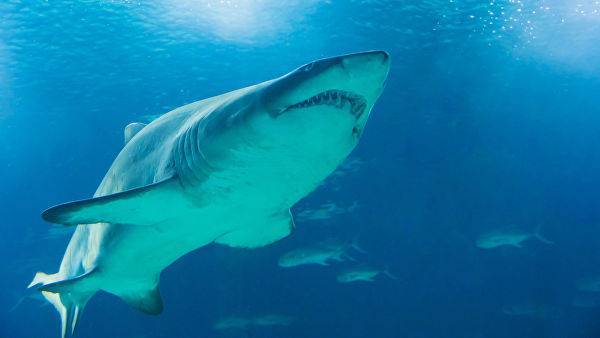 «Счастливого плавания, мразь!»: акуле отрезали хвост ради забавы