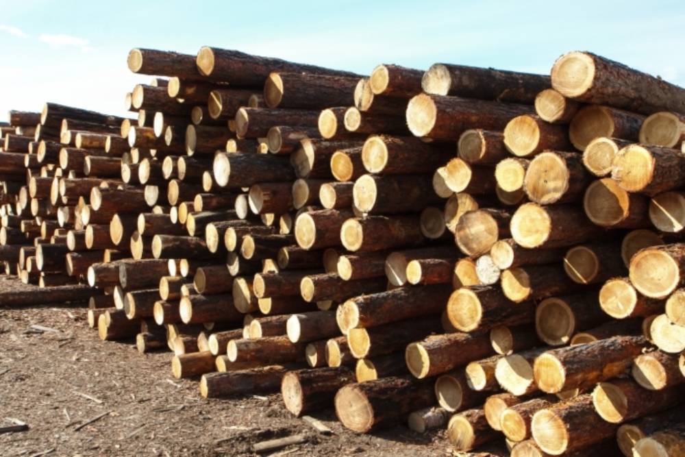 «Варвары мы, дикие люди»: Борец  с «золотыми доплатами» предложил запретить вырубку лесов в Бурятии
