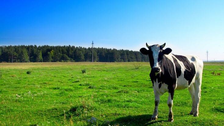 Брянцам запретили косить траву и пасти скот на приграничных территориях