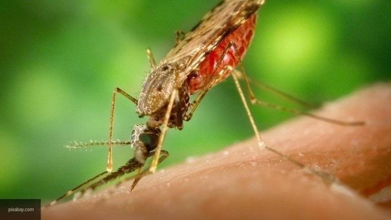 Ученые сделали аналог ботокса оружием против малярийных комаров