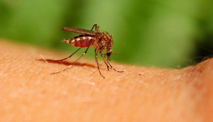 Аналог ботокса сделали оружием против малярийных комаров