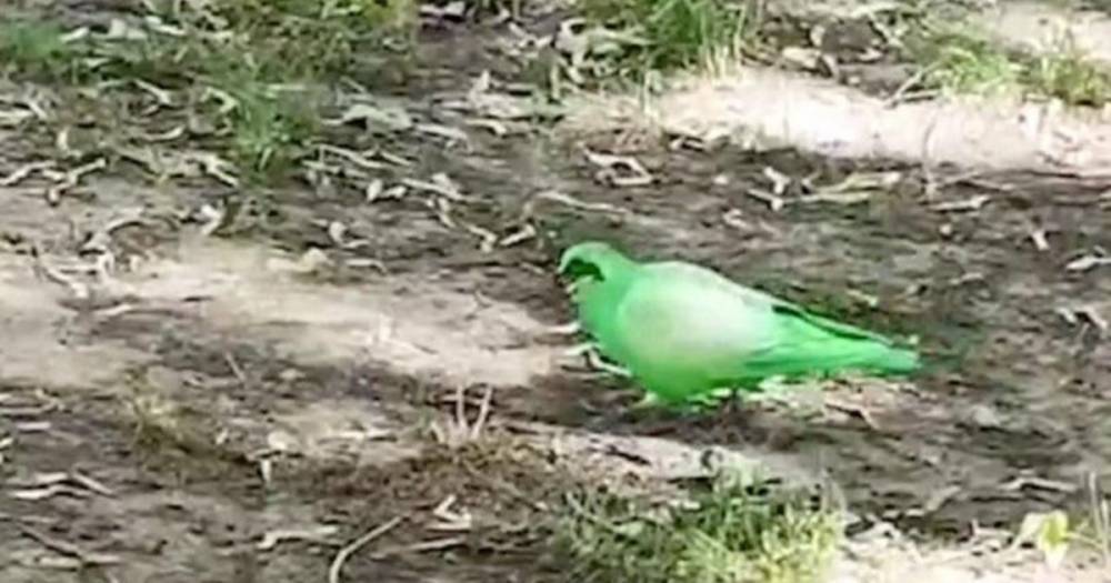 Ветеринары прокомментировали появление зеленого голубя в Москве