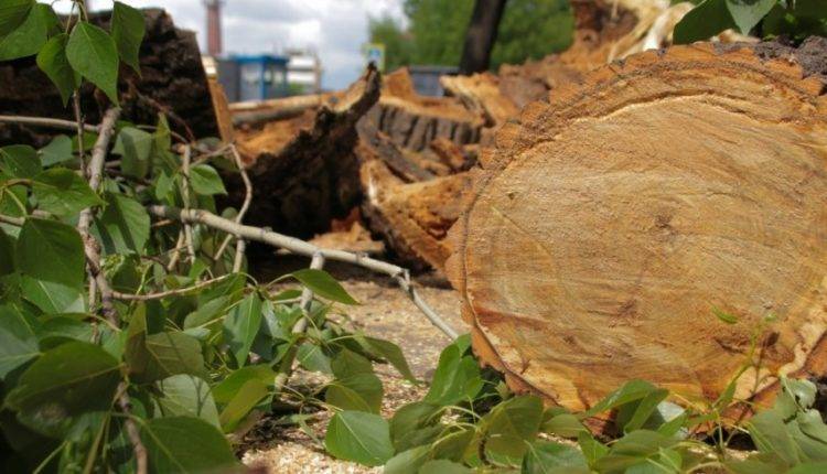 Упавшее дерево остановило участок Филевской линии метро Москвы