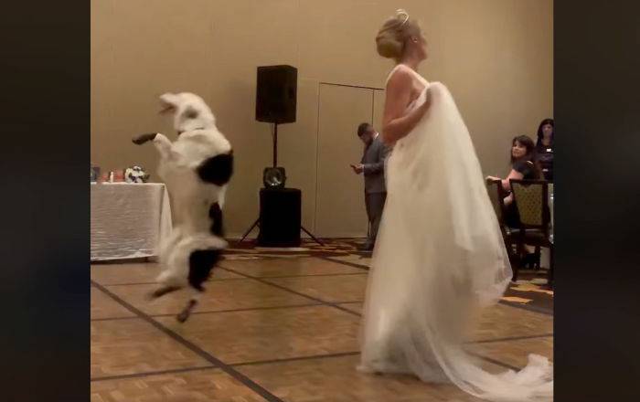 "Вот кобель!" В Сети смеются над псом, задвинувшем жениха на свадьбе – отпадное видео