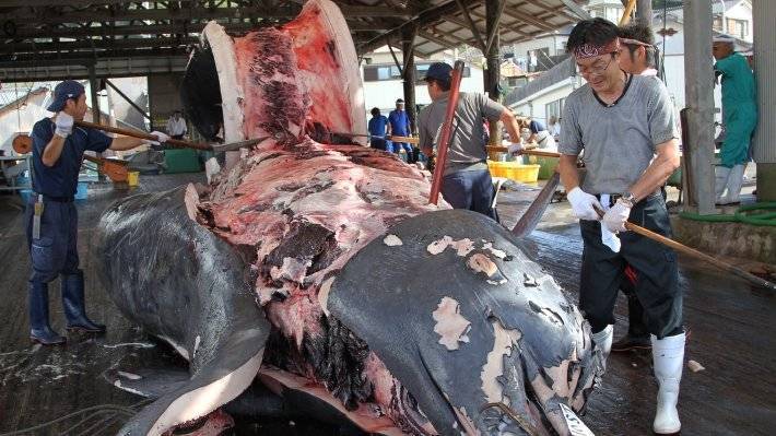 Япония возобновила коммерческий лов китов впервые за 30 лет