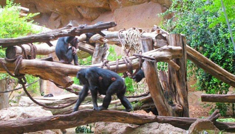 Найдено важное отличие людей от шимпанзе