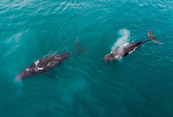 Япония получила право возобновить вылов китов