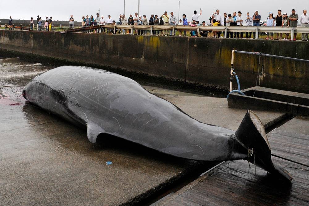 Япония вышла из комиссии по промыслу китов и с 1 июля возобновит их добычу
