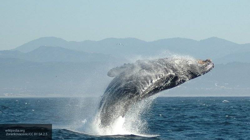 Япония намерена возобновить коммерческий лов китов
