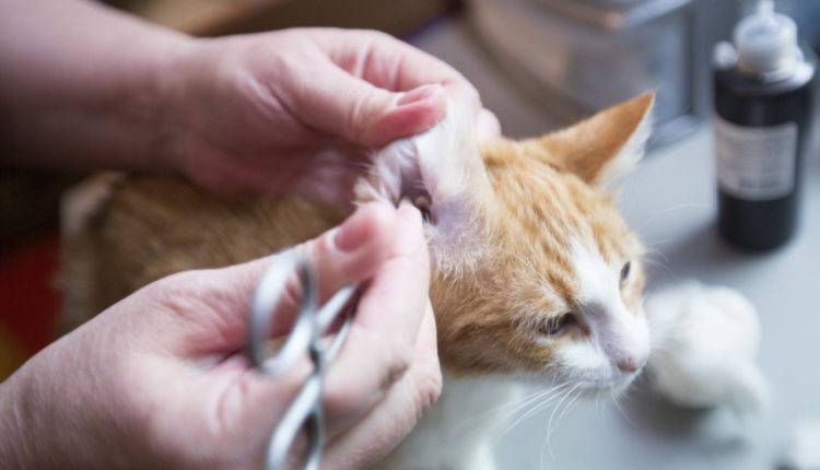 Названы часто встречающиеся заболевания у домашних кошек в Москве