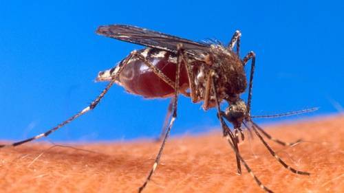 Как комары находят своих жертв для нападения