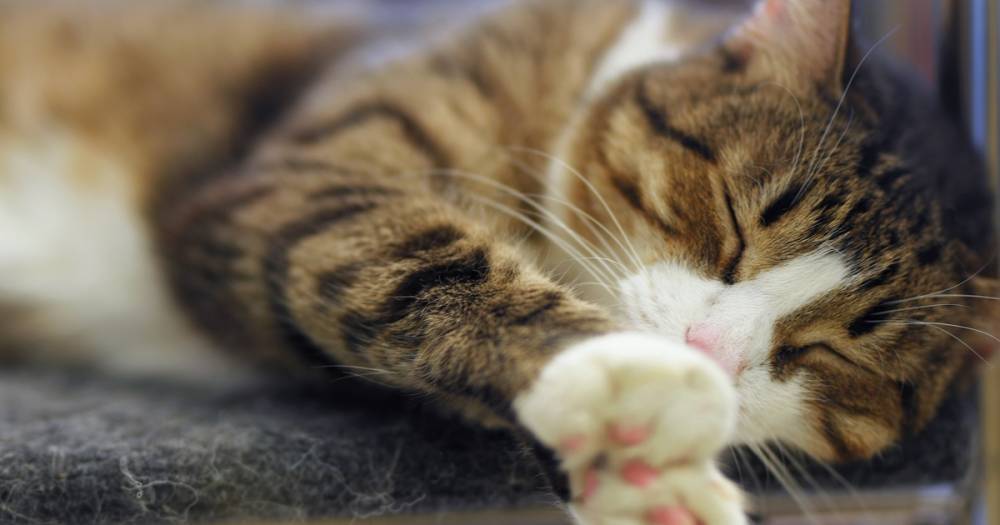 Названы самые распространенные заболевания среди московских кошек