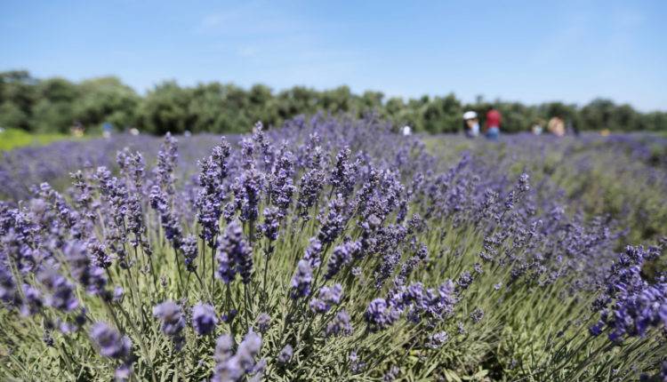 Фиолетовое море: в Азербайджане начали первый сбор цветков лаванды