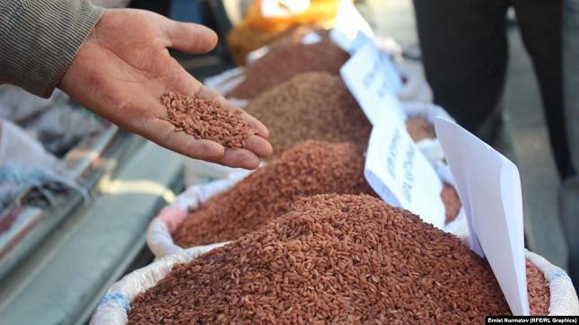 Кыргызские фермеры не оправдывают затрат на выращивание узгенского риса, который ценится в соседнем Узбекистане