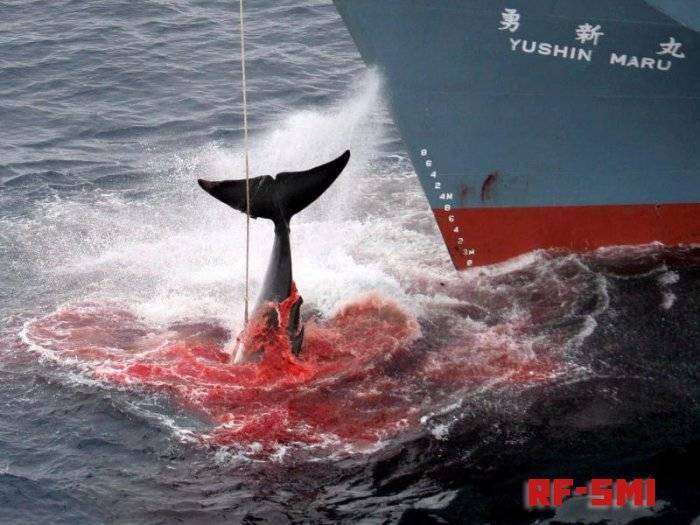 Япония покинула Международную комиссию по промыслу китов