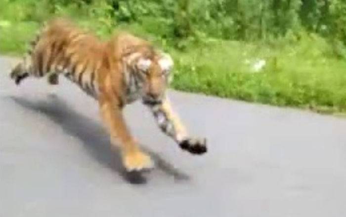 Это естественный отбор, детка: тигр погнался за мужчинами на скутере - драйвовое видео