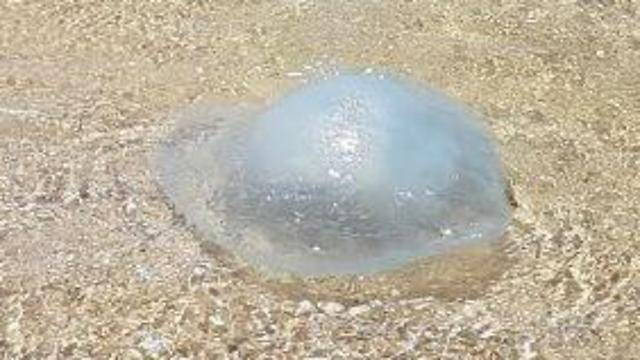 Медузы уже у берегов Израиля: где можно получить ожог