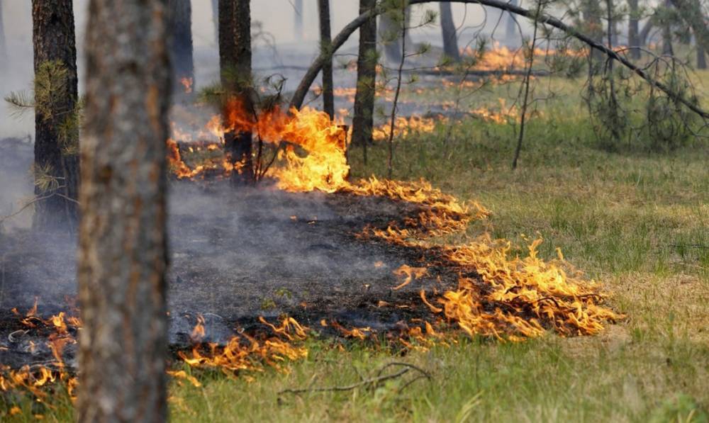 Синоптики предупреждают о высокой пожарной опасности в Украине