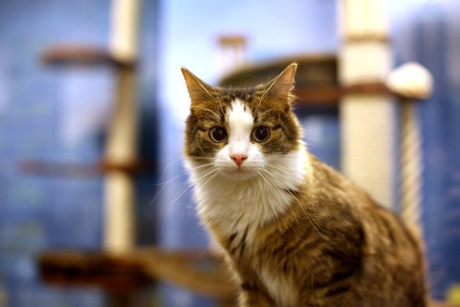 Физики узнали, как "спасти" кота Шредингера