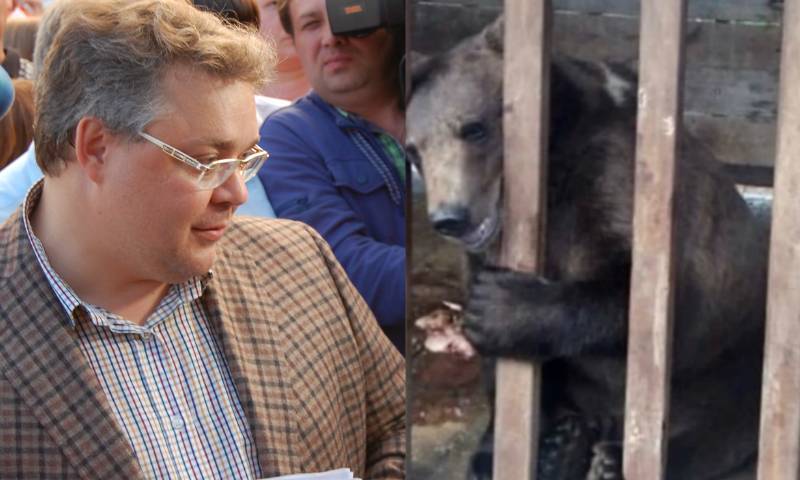 Ставропольскому губернатору указали на «труп» медвежонка на старте избирательной кампании