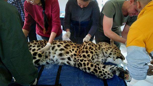 Рана пострадавшего в схватке в Приморье леопарда заживает